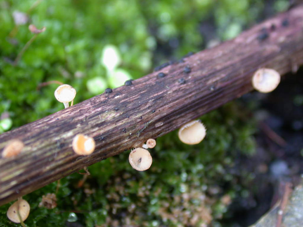 Funghi ... in miniature